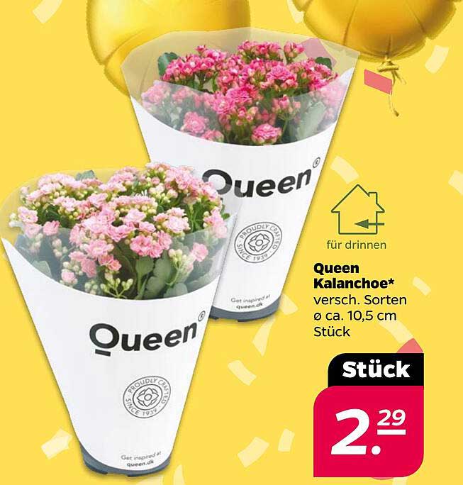 Queen Kalanchoe verschiedene Sorten, Ø ca. 10,5 cm Stück