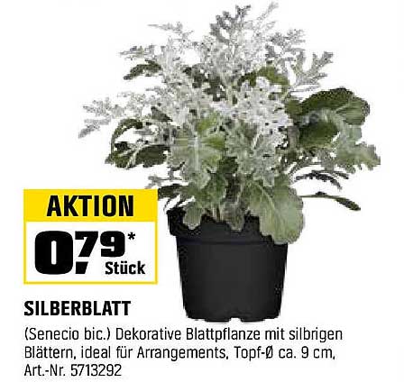 SILBERBLATT - Dekorative Blattpflanze mit silbrigen Blättern
