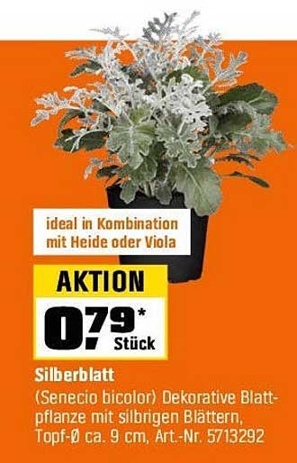 Silberblatt (Senecio bicolor) – Dekorative Blattpflanze