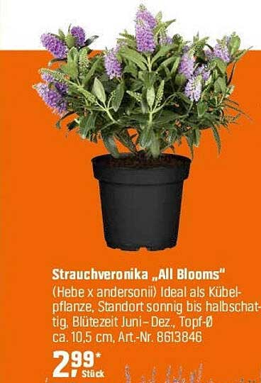 Strauchveronika „All Blooms“