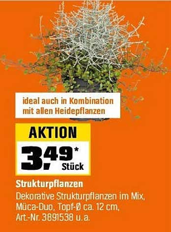 Strukturpflanzen im Mix – Dekorative Gestaltung für Ihr Zuhause