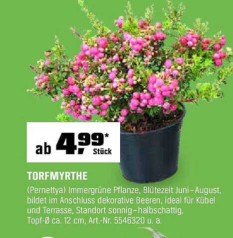 Torfmyrthe – Die ideale Pflanze für Garten und Terrasse