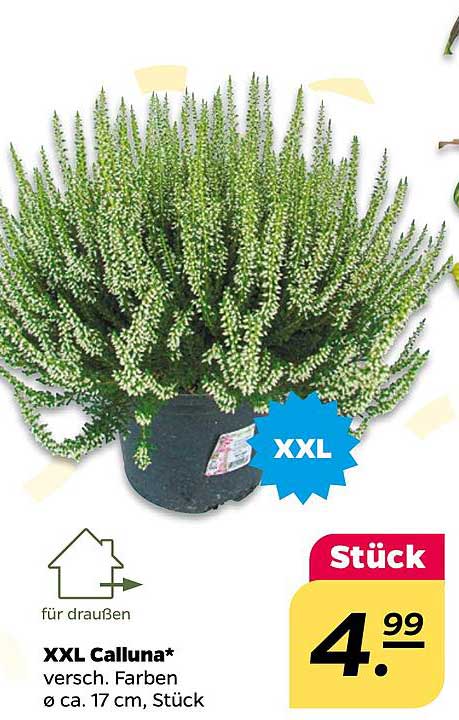 XXL Calluna - Verschiedene Farben, Ø ca. 17 cm, Stück