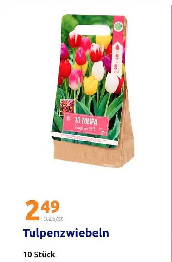 10 Tulpenzwiebeln