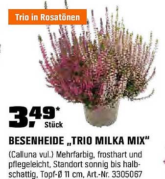 Besenheide „Trio Milka Mix“