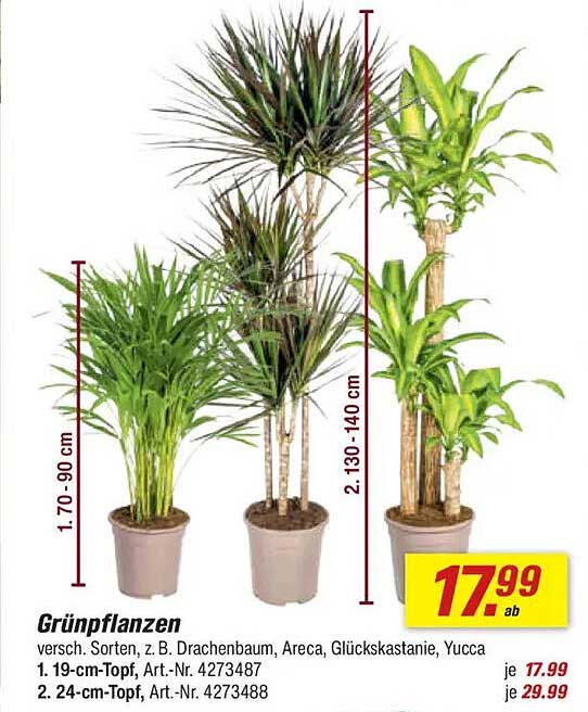 Grünpflanzen - vielfältige Sorten wie Drachenbaum, Areca, Glückskastanie und Yucca