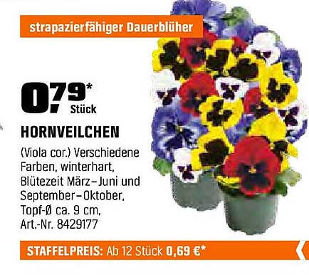 Hornveilchen - strapazierfähiger Dauerblüher