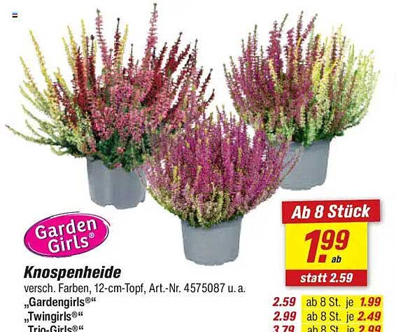 Knospenheide – Verschiedene Farben, 12-cm-Topf, Art-Nr. 4575087