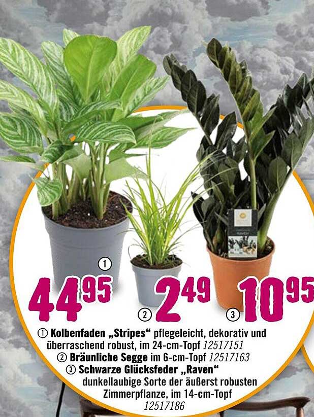 Kolbenfaden „Stripes“, pflegeleicht, dekorativ und überraschend robust, im 24-cm-Topf