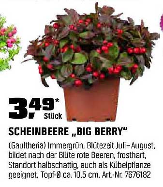 Scheinbeere „Big Berry“