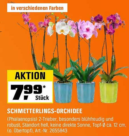 Schmetterlings-Orchidee (Phalaenopsis) 2-Trieber, besonders blühfreudig und robust