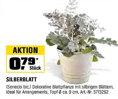 Silberblatt (Senecio bic.) Dekorative Blattpflanze mit silbrigen Blättern, ideal für Arrangements