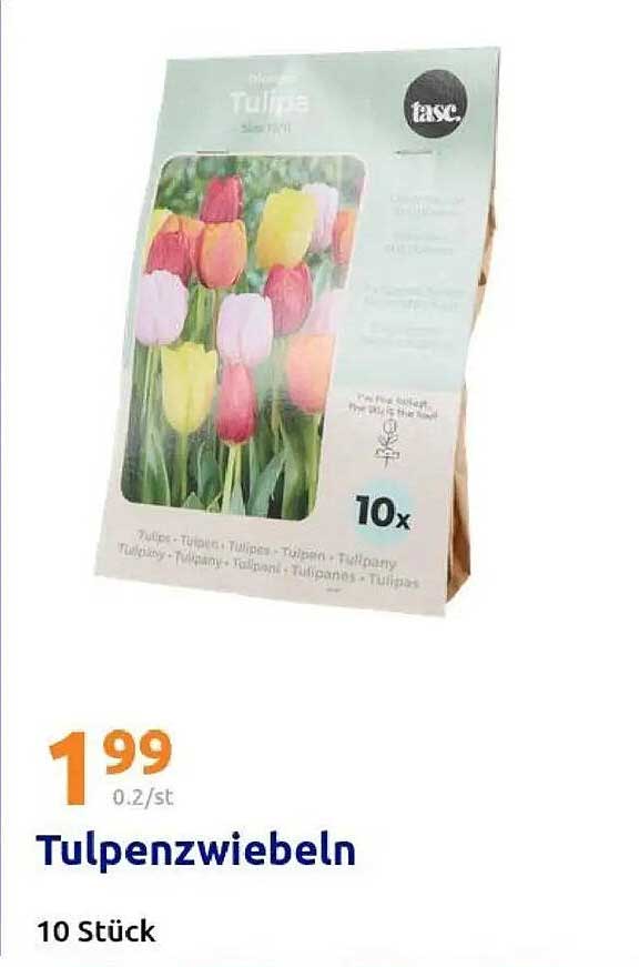 Tulpenzwiebeln - 10 Stück für nur 1,99 €