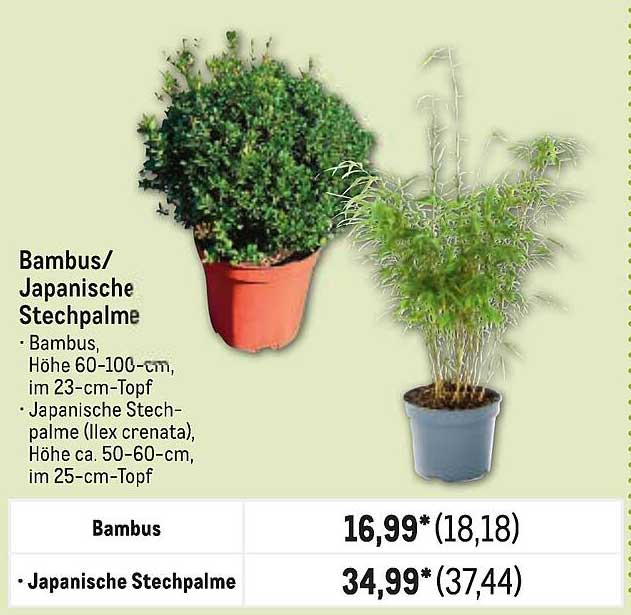 Bambus/ Japanische Stechpalme
