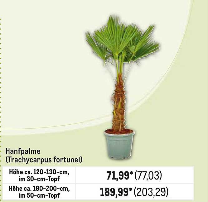 Hanfpalme (Trachycarpus fortunei)
