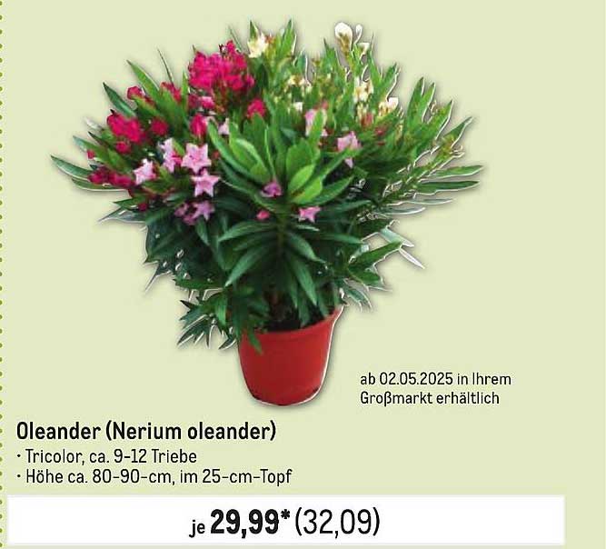 Oleander (Nerium oleander) - Tricolor, ca. 9-12 Triebe