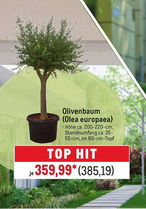 Olivebaum (Olea europaea)