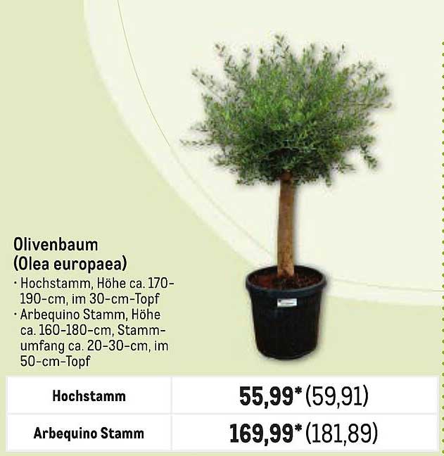 Olivenbaum (Olea europaea)