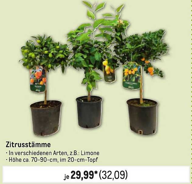 Zitrusstämme - Fruchtige Vielfalt für Ihren Garten