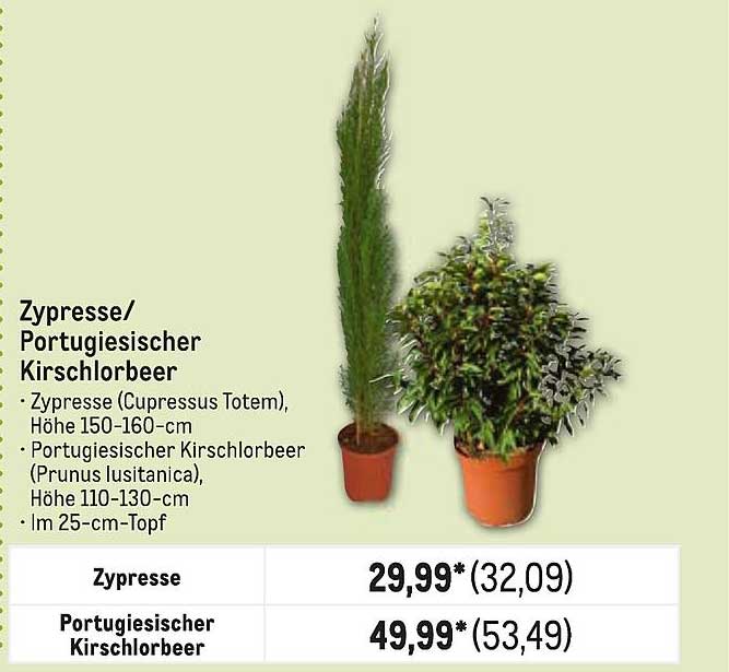 Zypresse/Portugiesischer Kirschlorbeer