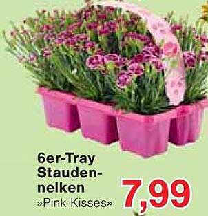 6er-Tray Stauden-Nelken »Pink Kisses«