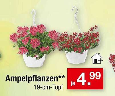 Ampelpflanzen 19-cm-Topf