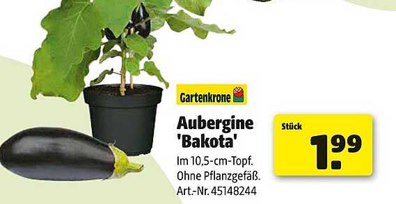 Aubergine 'Bakota' im 10,5-cm-Topf