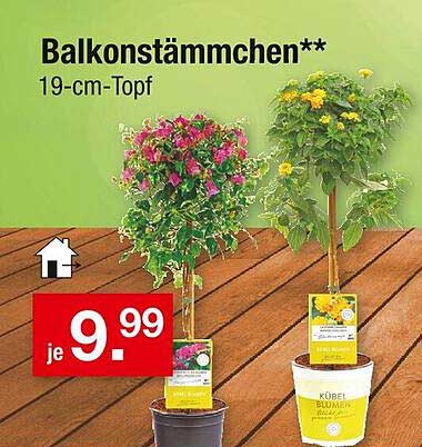 Balkonstämmchen - 19-cm-Topf