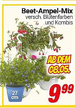 Beet-Ampel-Mix - verschiedene Blütenfarben und Kombis