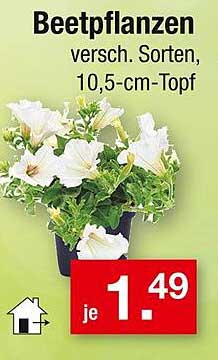 Beetpflanzen verschiedene Sorten, 10,5-cm-Topf