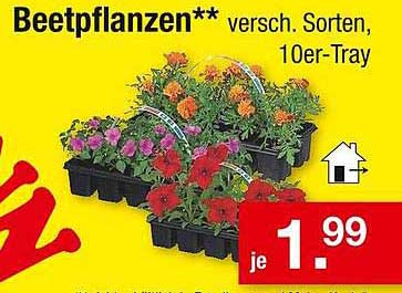 Beetpflanzen - verschiedene Sorten, 10er-Tray