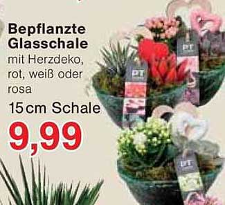 Bepflanzte Glasschale mit Herzdeko, rot, weiß oder rosa - 15 cm Schale