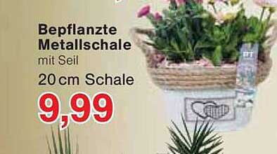 Bepflanzte Metallschale mit Seil - 20 cm Schale