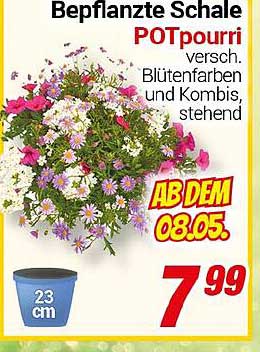 Bepflanzte Schale POTpourri - Verschiedene Blütenfarben und Kombinationen, stehend