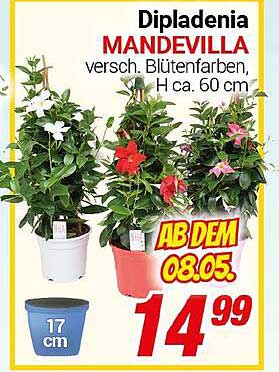 Dipladenia Mandevilla – Verschiedene Blütenfarben, H ca. 60 cm