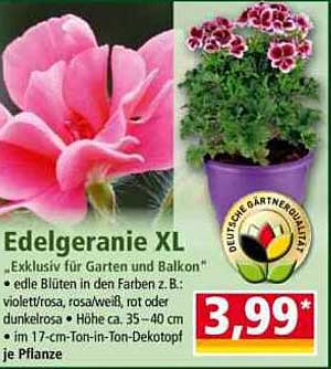 Edelgeranie XL – Exklusiv für Garten und Balkon