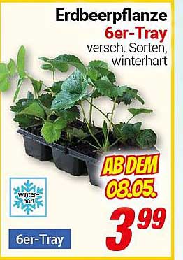 Erdbeerpflanze 6er-Tray - verschiedene Sorten, winterhart