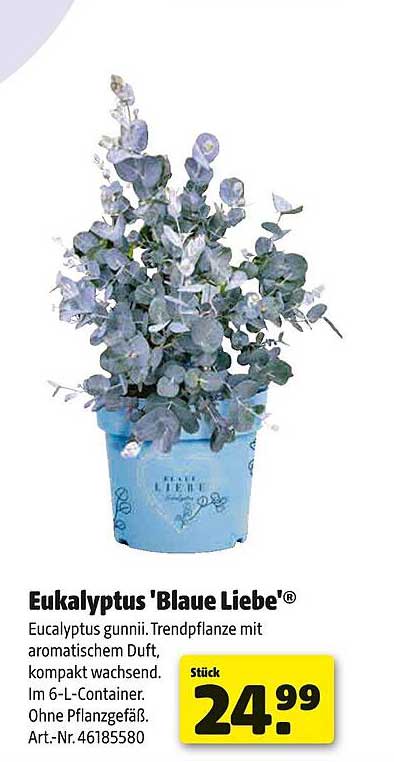 Eukalyptus 'Blaue Liebe'®