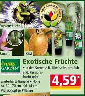 Exotische Früchte: Kiwi, Passionsfrucht und winterharte Banane