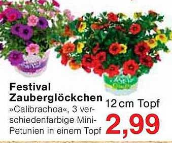 Festival Zauberglöckchen »Calibrachoa«, 3 verschiedenenfarbige Mini-Petunien in einem Topf