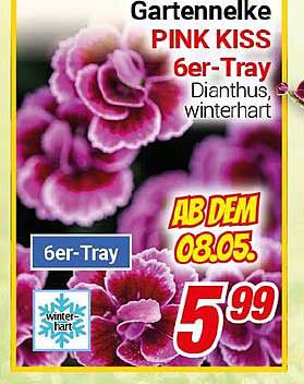 Gartennelke PINK KISS 6er-Tray - Dianthus, winterhart
