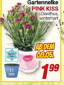 Gartennelke PINK KISS - Dianthus, winterhart