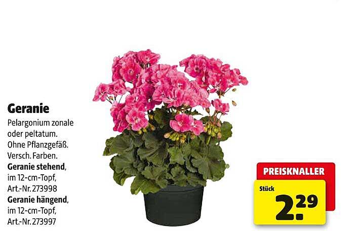 Geranie Pelargonium zonale oder peltatum im 12-cm-Topf