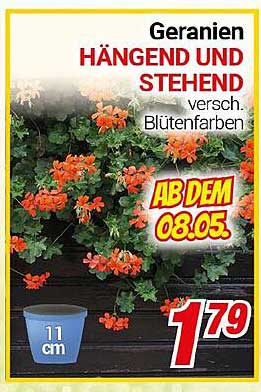 Geranien HÄNgend und STEHend in verschiedenen Blütenfarben