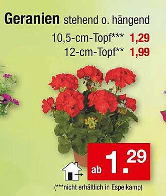 Geranien stehende oder hängende Pflanzen