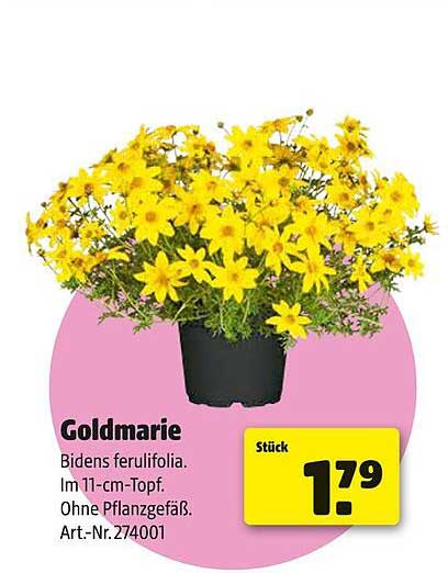 Goldmarie - Bidens ferulifolia im 11-cm-Topf