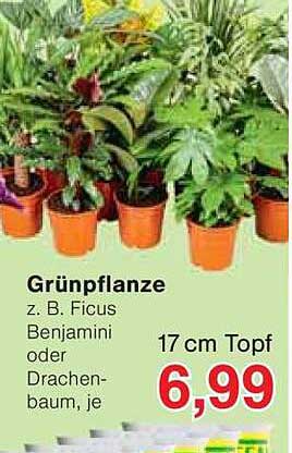 Grünpflanze z. B. Ficus Benjamini oder Drachenbaum, je 17 cm Topf - 6,99