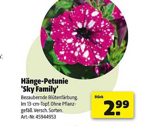 Hänge-Petunie 'Sky Family'