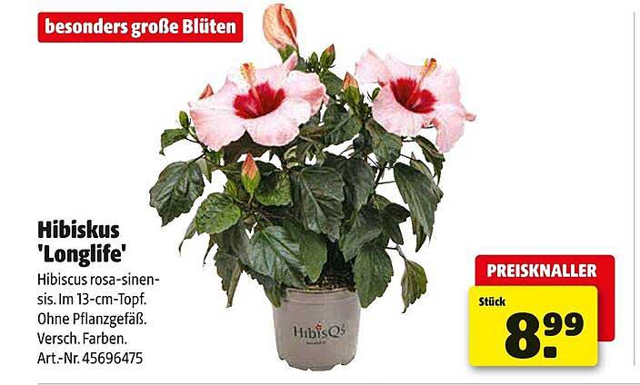 Hibiskus 'Longlife' - Besonders große Blüten