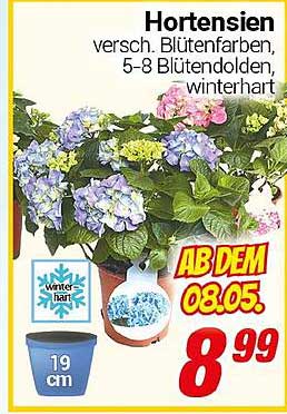 Hortensien - versch. Blütenfarben, 5-8 Blütendolden, winterhart